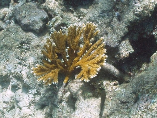 Acropora cervicornis04.jpg