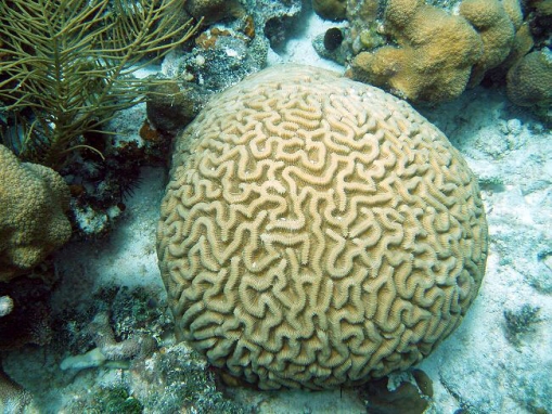 Acropora cervicornis07.jpg