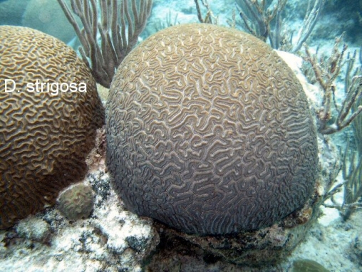 Acropora cervicornis01.jpg