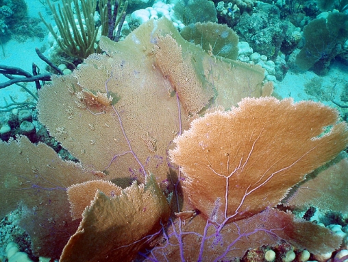 Acropora cervicornis01.jpg