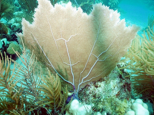 Acropora cervicornis03.jpg