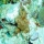 Acropora cervicornis03.jpg