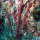 Acropora cervicornis011.jpg
