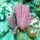 Acropora cervicornis05.jpg
