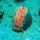 Acropora cervicornis01.jpg