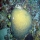 Acropora cervicornis011.jpg