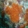Acropora cervicornis01.jpg