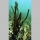 Acropora cervicornis02.jpg