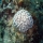Acropora cervicornis04.jpg