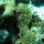Acropora cervicornis08.jpg
