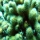 Acropora cervicornis09.jpg