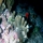 Acropora cervicornis05.jpg