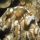 Acropora cervicornis03.jpg