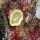 Acropora cervicornis07.jpg