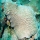 Acropora cervicornis06.jpg