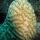 Acropora cervicornis010.jpg