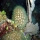 Acropora cervicornis013.jpg