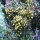 Acropora cervicornis02.jpg