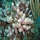 Acropora cervicornis010.jpg