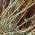 Acropora cervicornis014.jpg
