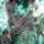 Acropora cervicornis08.jpg