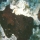 Acropora cervicornis06.jpg